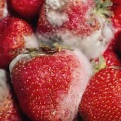 A pile of strawberries covered in ice.